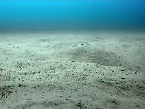 A pufferfish creates stunning sand art to attract a mate