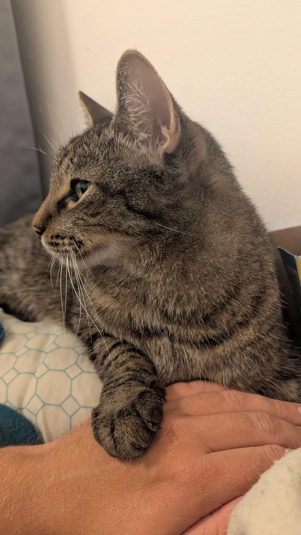 How do I rehome a cat? I don't want to, I love him, but I'm going to be homeless in a few days.