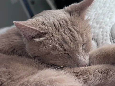 Does anyone else think about how weird it is to have a cat?