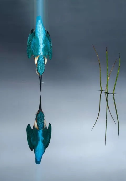 PsBattle: This kingfisher diving into water