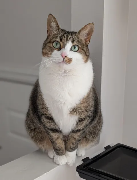 Yes, she is as sweet and fluffy as she looks 🩷