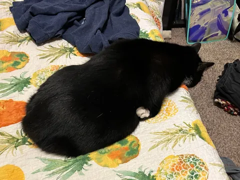 I never wanted to have to make this post. For my baby, Turkleton