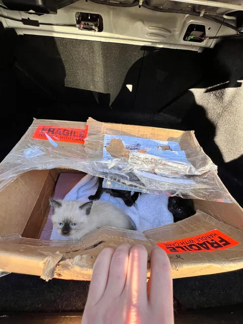 My husband spotted a box stuck under a truck driving through a parking lot in Burnaby, BC. He flagged the driver down and helped get the box unstuck. When he opened it, he found three tiny babies inside!