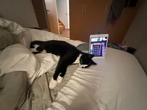 She brought in a live mouse and LOST IT!