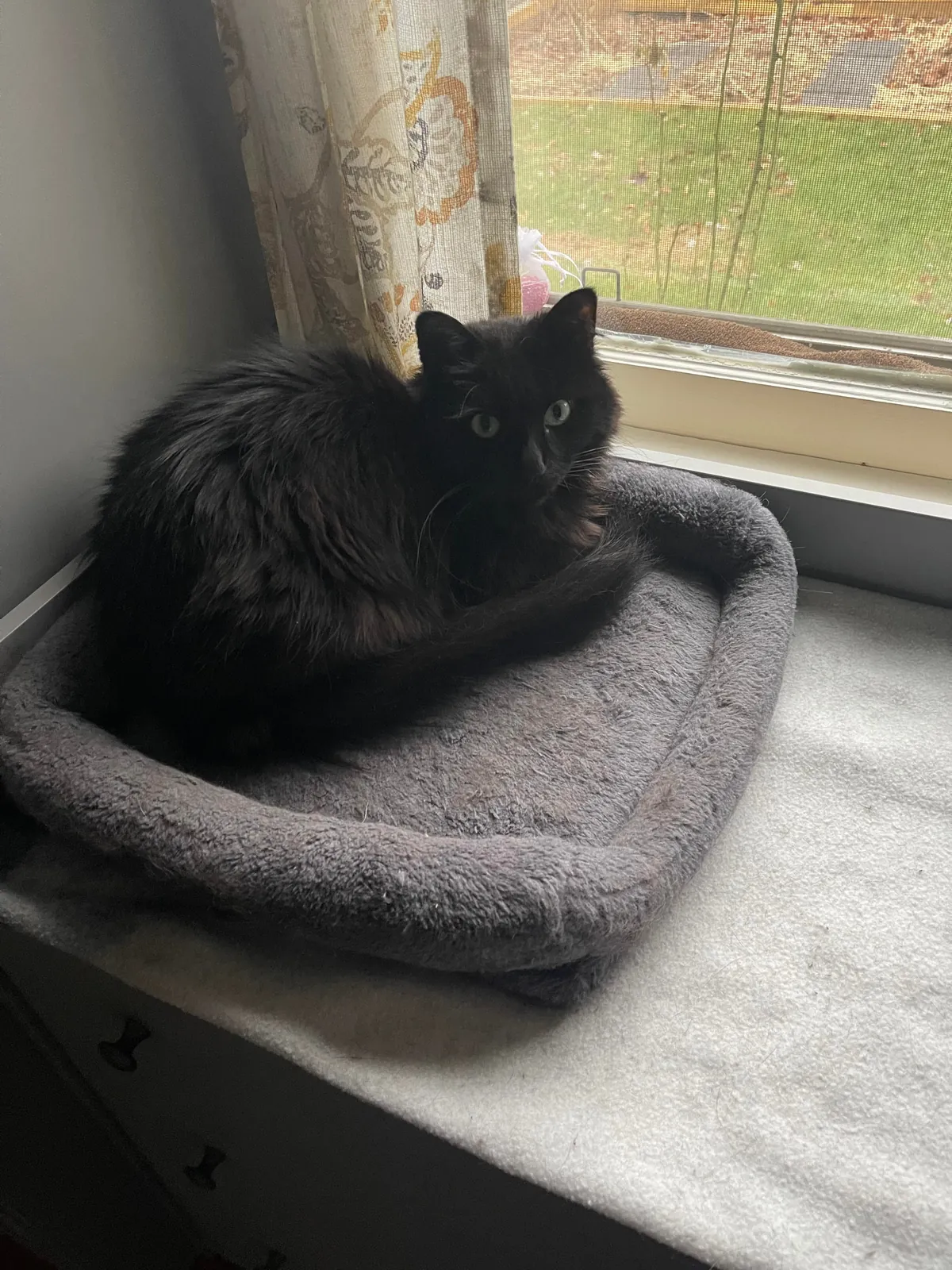 He appeared on Halloween—the night we got engaged. We didn’t choose him. He chose us.