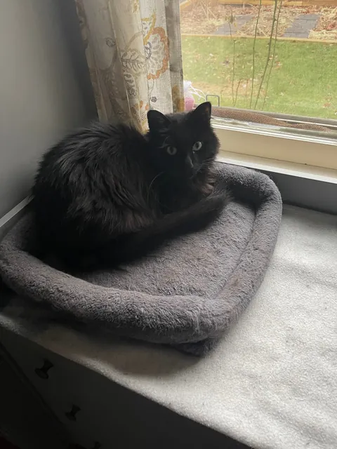 He appeared on Halloween—the night we got engaged. We didn’t choose him. He chose us.