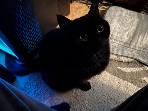 This little goober turned 4 years old today. He’s one of the most expressive cats I have seen.