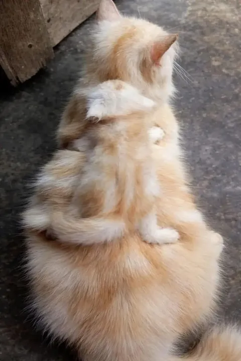 The copy operation was completed successfully 🥰 (OC)