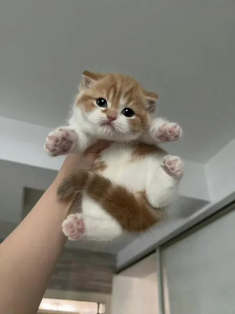 I'm 80% sure this is a cat, not a cloud with eyes.