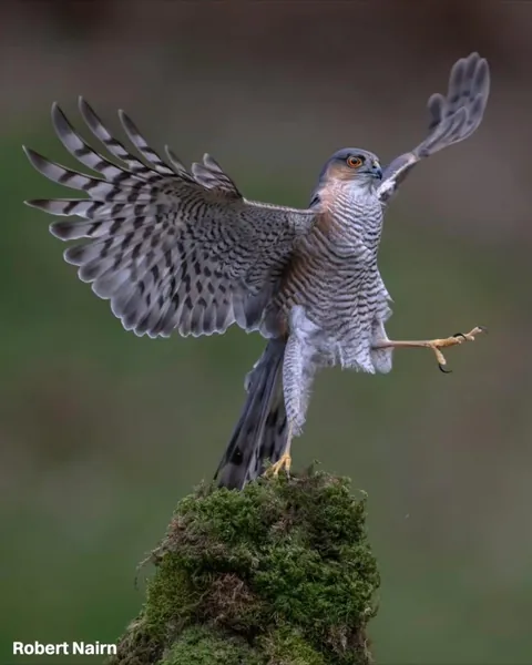 The finalists for the 2026 Nikon Comedy Wildlife Awards have officially been announced, bringing together some of the funniest and most perfectly timed moments from the animal kingdom