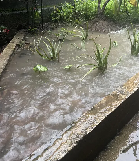 What can i plant here ?