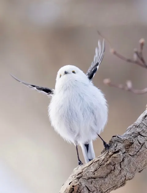 🔥Is the Long-Tailed Tit the Cutest Bird There Ever Was?
