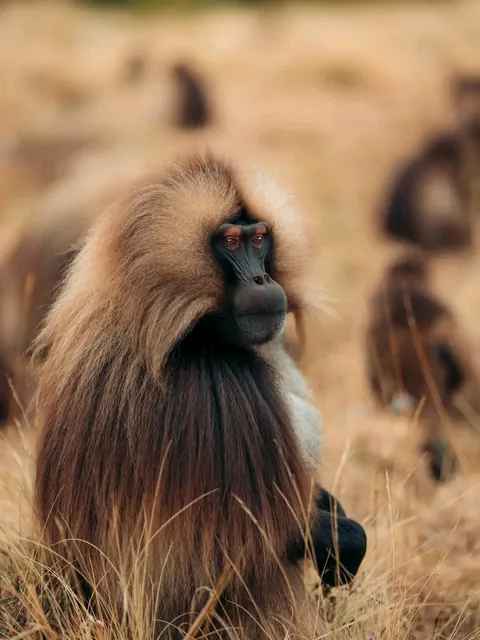 🔥The Gelada found only in the Ethiopian Highlands.