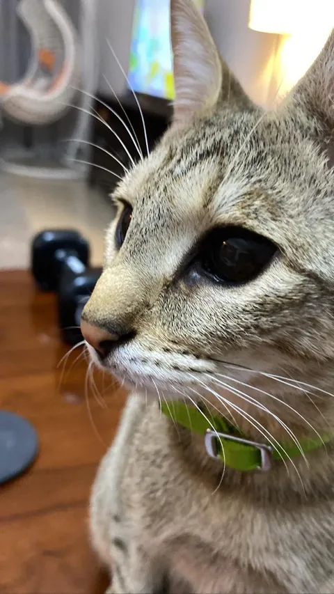 My cat had black eyes on day one: Now she’s coming up to 3 years old and better than ever.