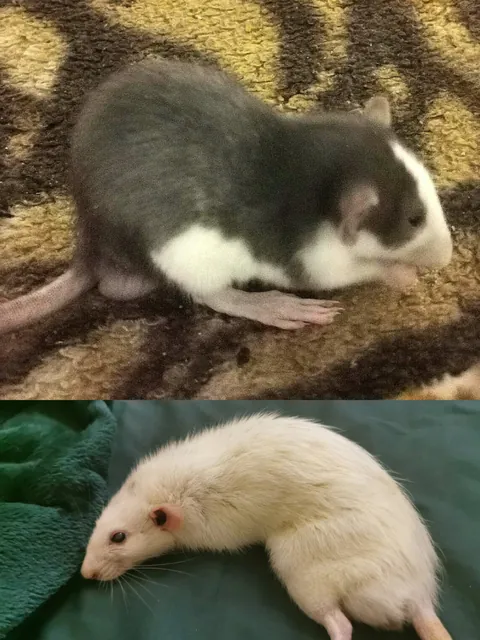 My boy Manki turned from black to white (ignore his big feet)