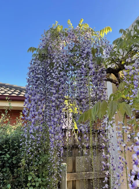 Wisteria time :)