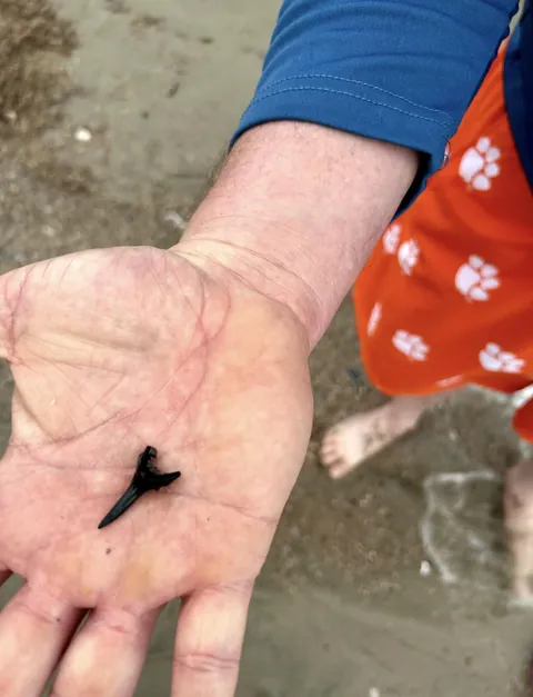I’m not exaggerating when I say I’ve been trying to find a shark tooth for 20 some odd years and I finally found one yesterday!! I’m so happy!