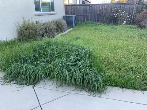 My dog pees on this one spot everyday and now the grass looks different