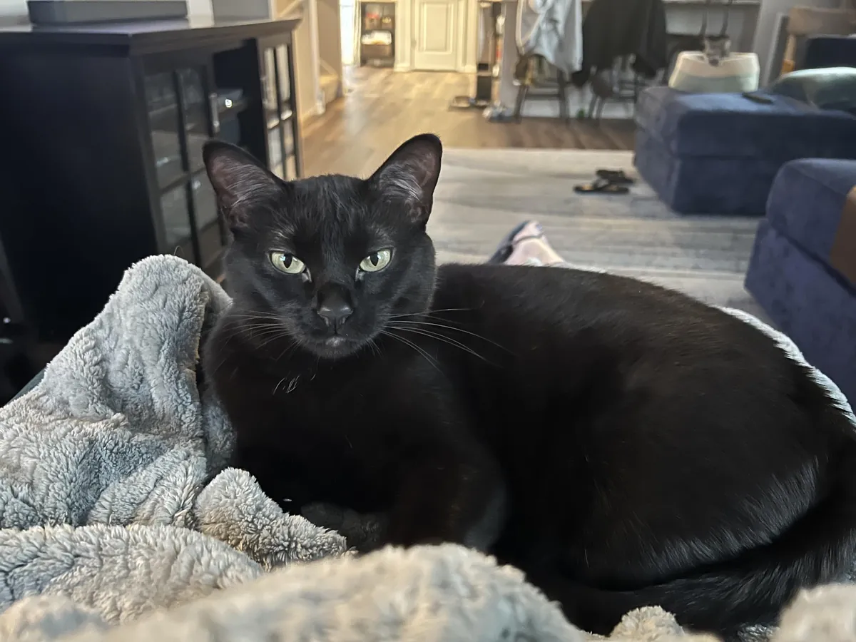 SHE FINALLY SAT ON MY LAP!!!