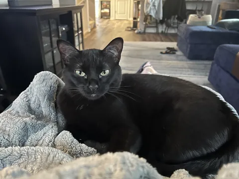 SHE FINALLY SAT ON MY LAP!!!