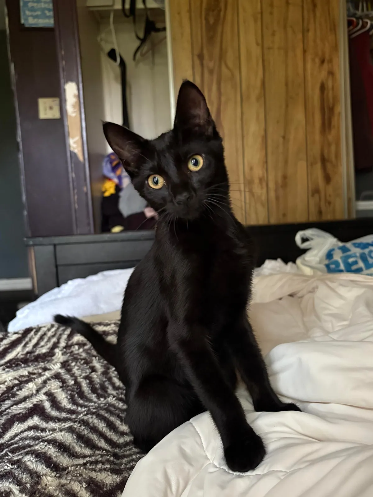 Any Halloween costume ideas for jiji?