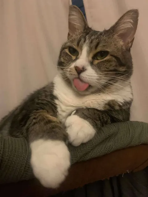 Being catted every day