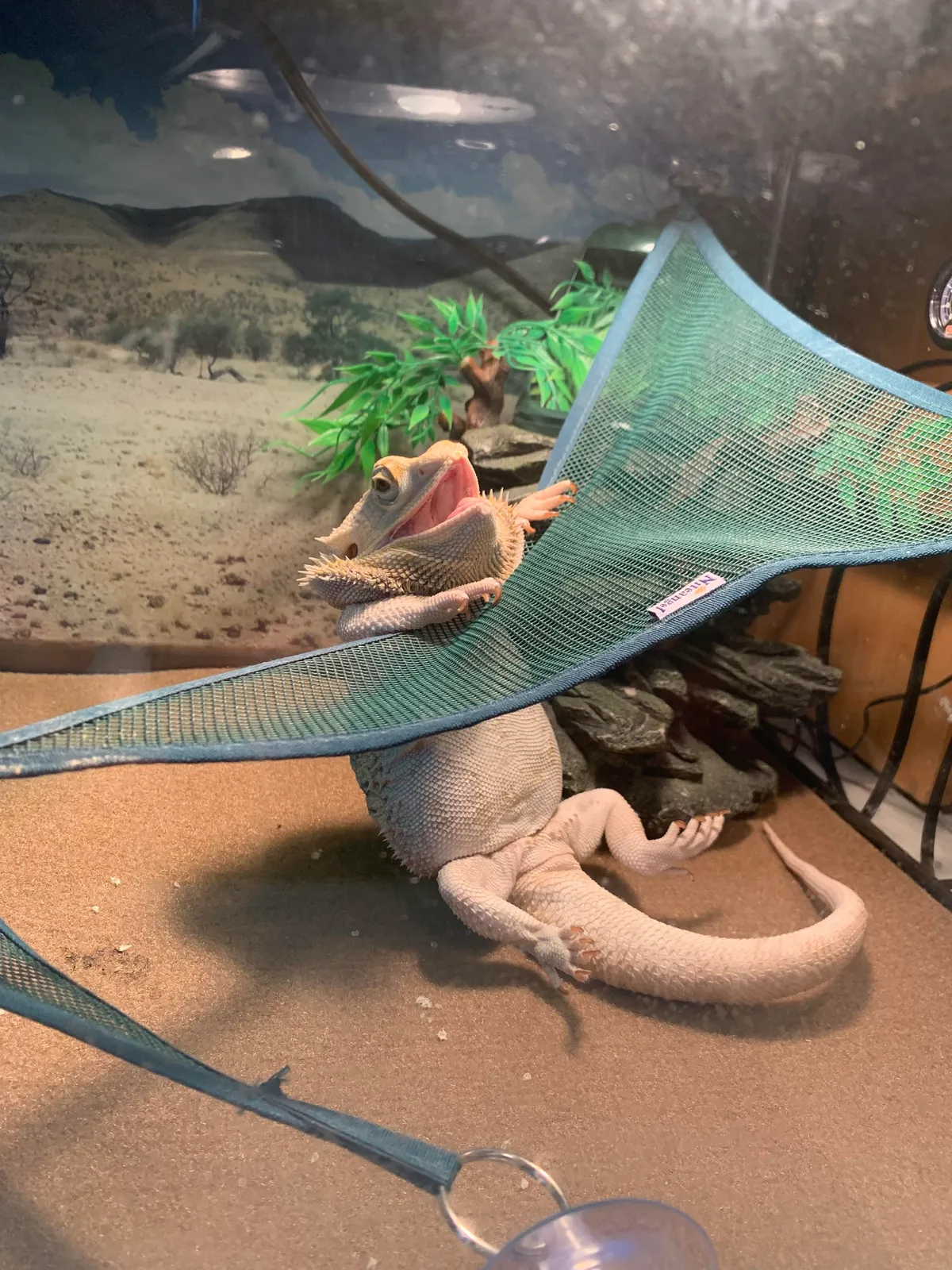 PsBattle: this bearded dragon trying to get on his hammock