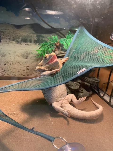 PsBattle: this bearded dragon trying to get on his hammock