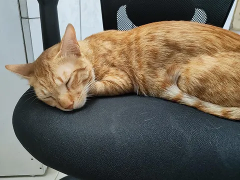 Ordered a chair for myself but now my cat sleeps on it