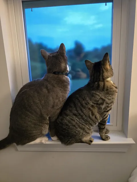They like watching the fireflies