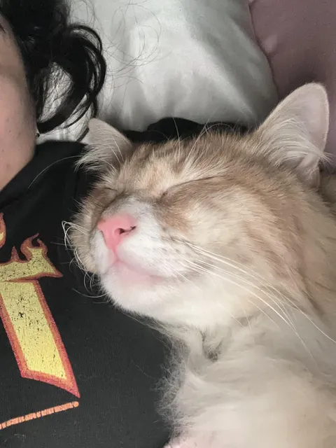 My non affectionate cat cuddled with me for the first time! 