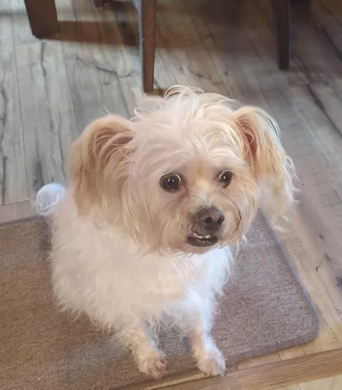 Grandparents' rescue looks like a crackhead