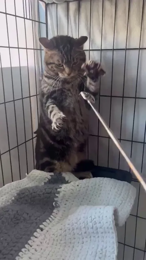 Madame Dorée from our shelter wasn’t in the mood for a socialization session. But don’t worry about her, she got lots of treats after that. ❤️❤️❤️