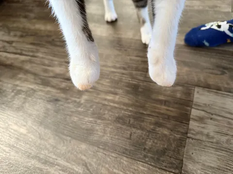 Little shit got into my lasagna and now has stained peets