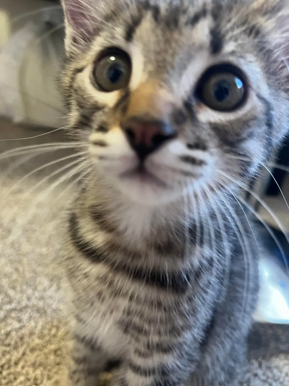 my 9 week old kitten &lt;3