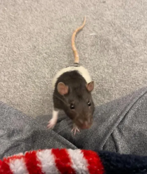 Meet my rats!
