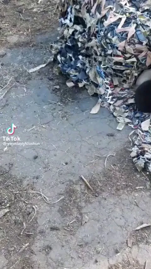 Puppies protecting mother and her newborn kittens