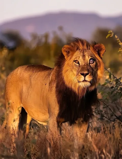 Lion with brutal battle scars.