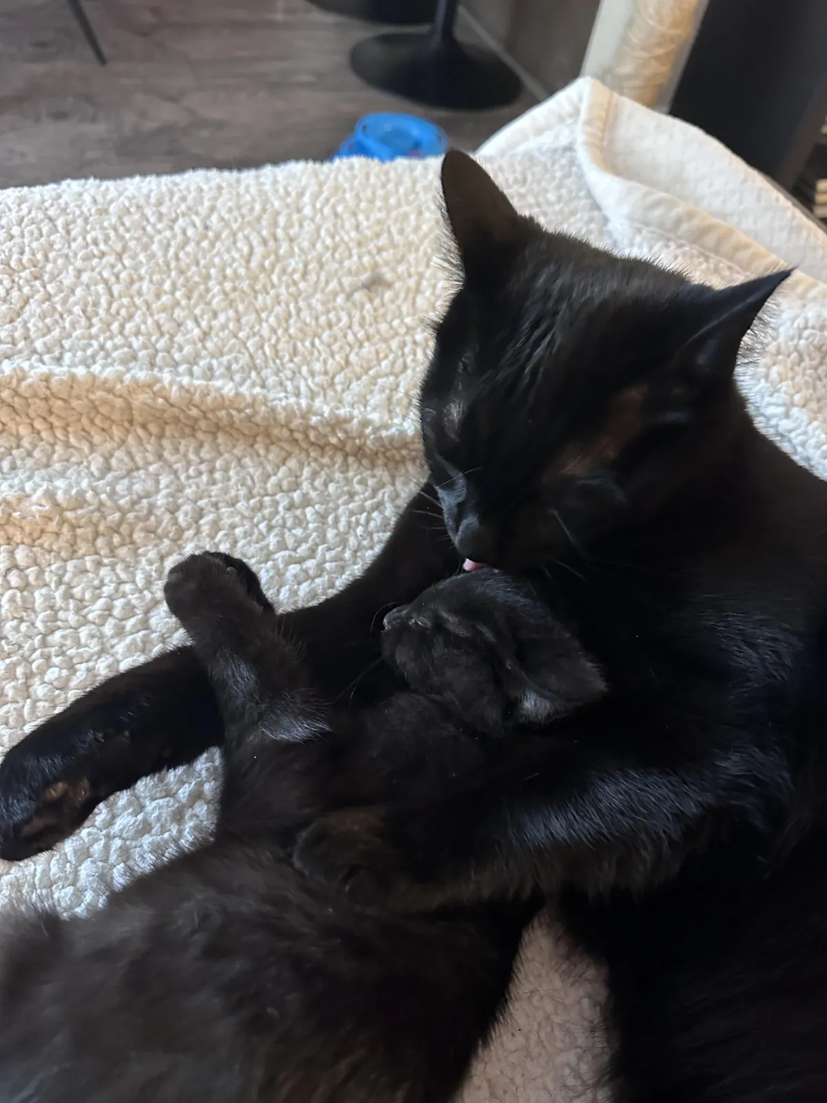 Salem really likes being a big brother 🥺