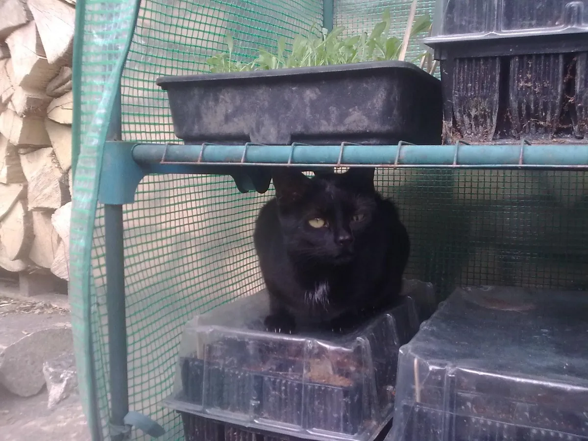 The Many Moods of Lola