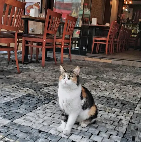 Our Waitress in İstanbul