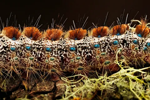 🔥 This caterpillar on my anti-farm in Australia - 3 pics