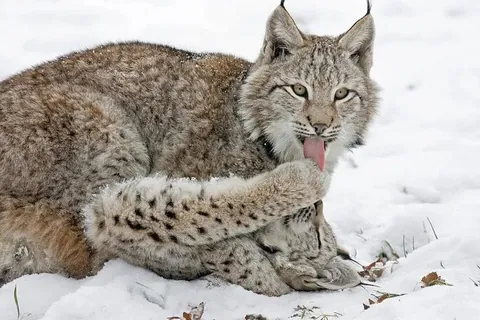 🔥The huge winter mittens of the Lynx