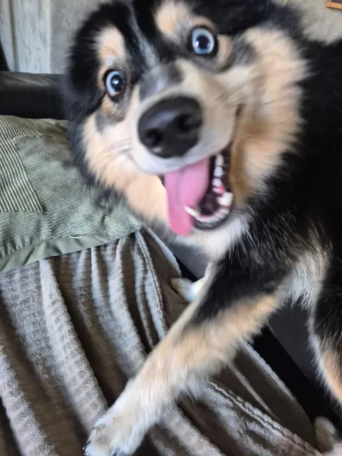 Someone told me my dog belongs here