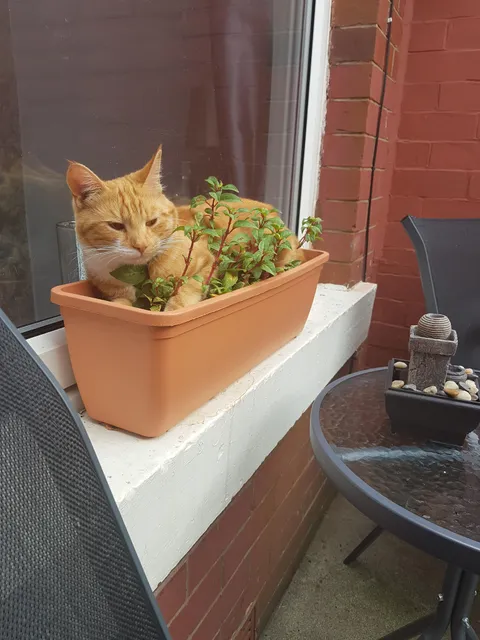 I wondered why it was the only plant not to flower this summer.