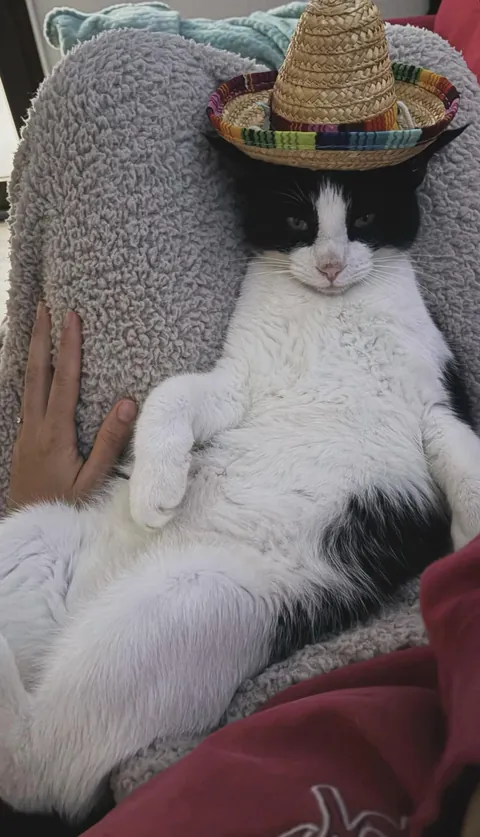 This cat is super chill