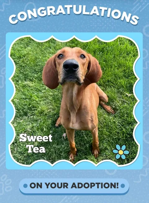 Bambi is getting so much love on her mystery 100% plott hound post so I’d thought I’d share a little more🥰