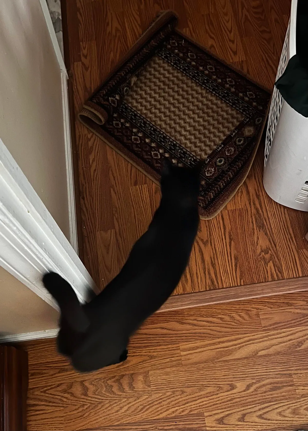 Is my cat fat or just big??