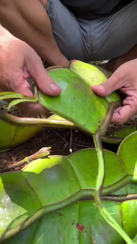 Trying some juicy looking leaf fruit