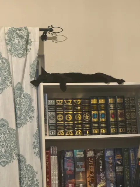 Severian is new here and wants everyone to know that he can, in fact, cat with the best of them